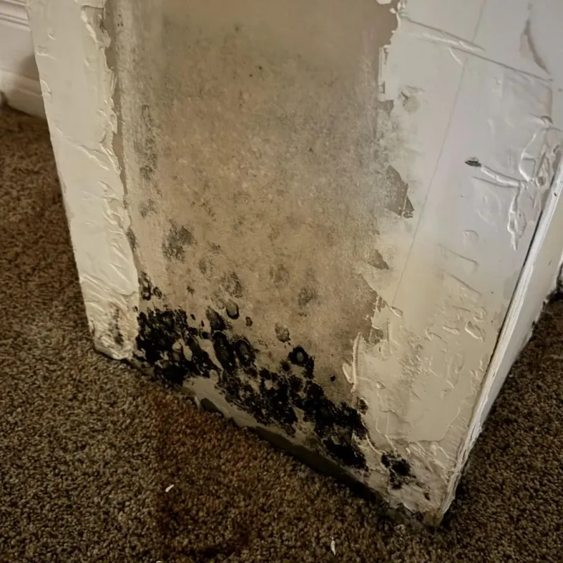 Professional Mold Removal in Alamo, CA
